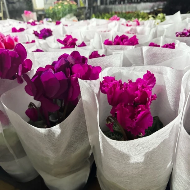 【紫色系·仙客来】易爆花花卉室内办公桌净化空气