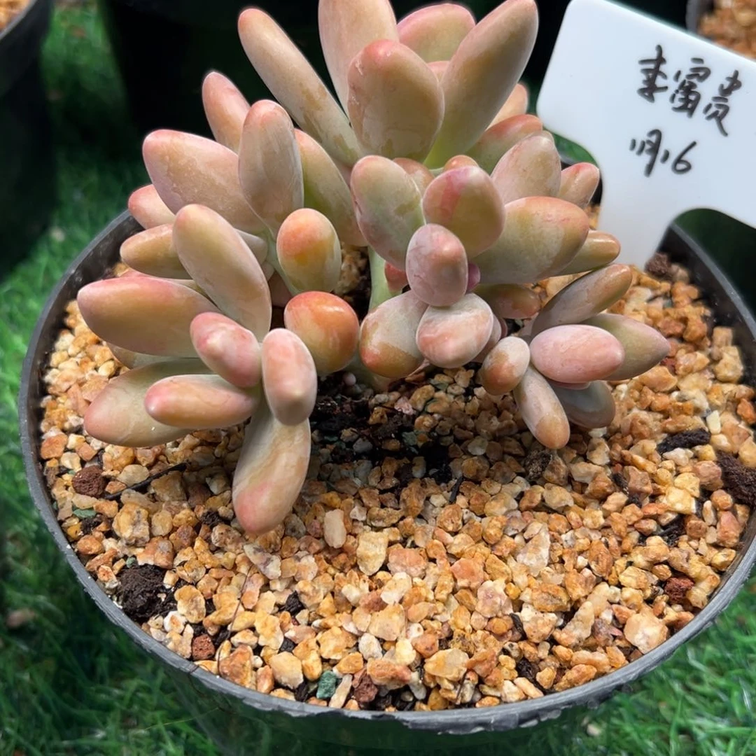 一物一拍链接，李富贵寄养