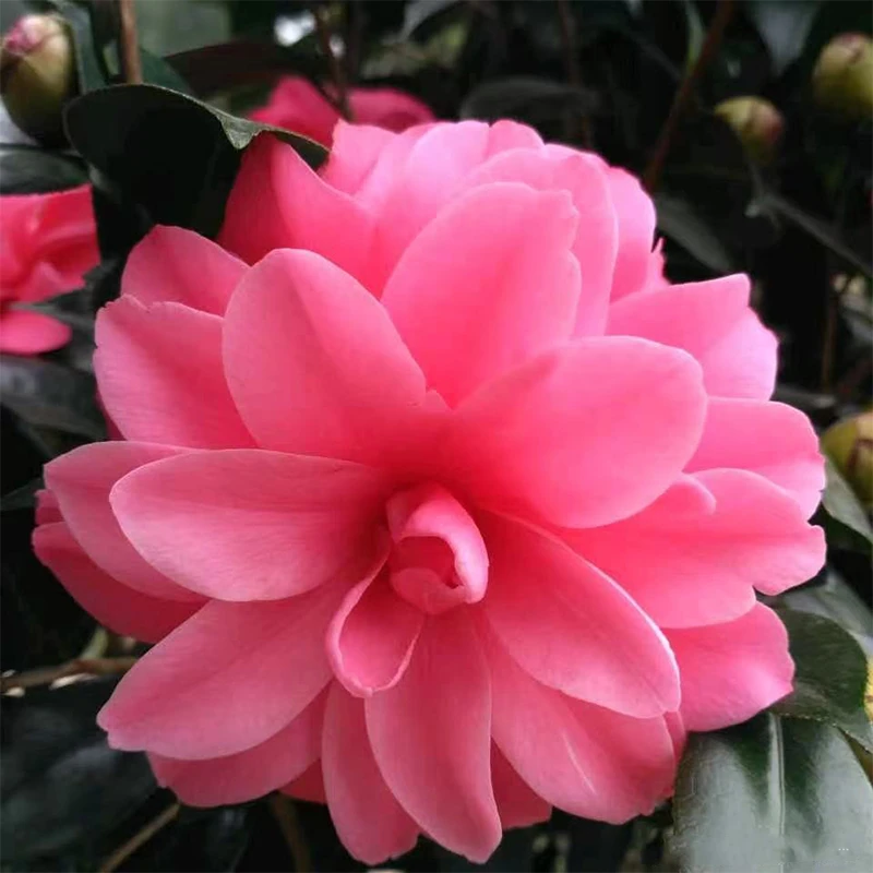 带花苞的斑砂金茶花室内盆栽四季耐寒绿植适合阳台庭院福建龙岩