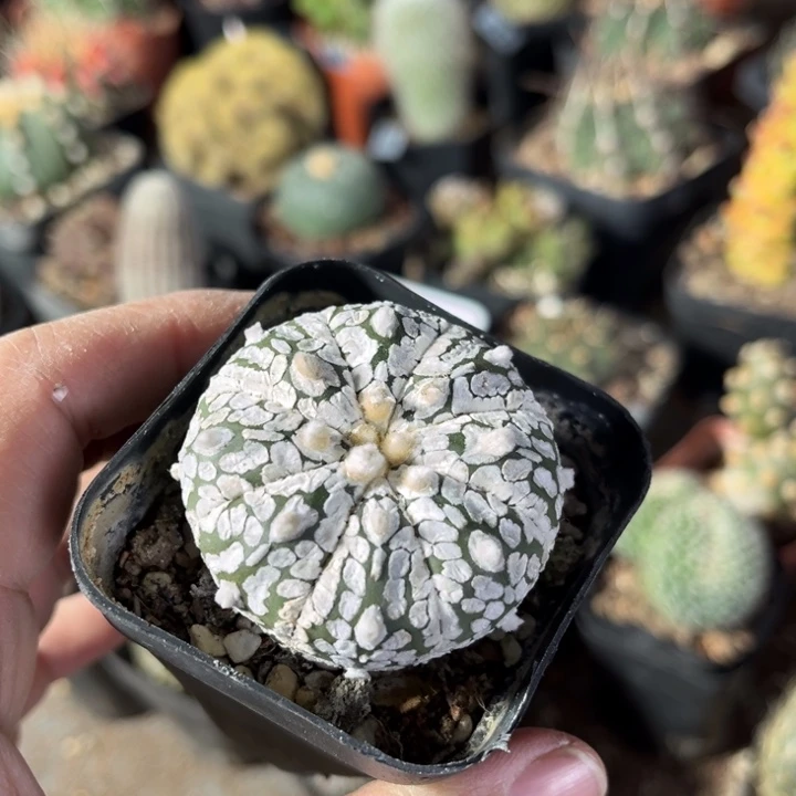 仙人球一物一拍实生