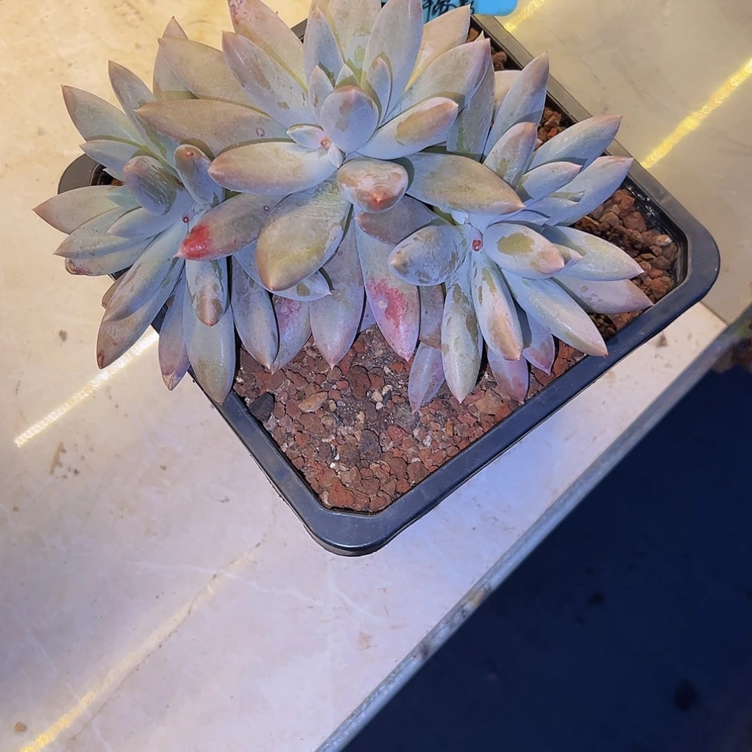 哥特哥特哥特哥特