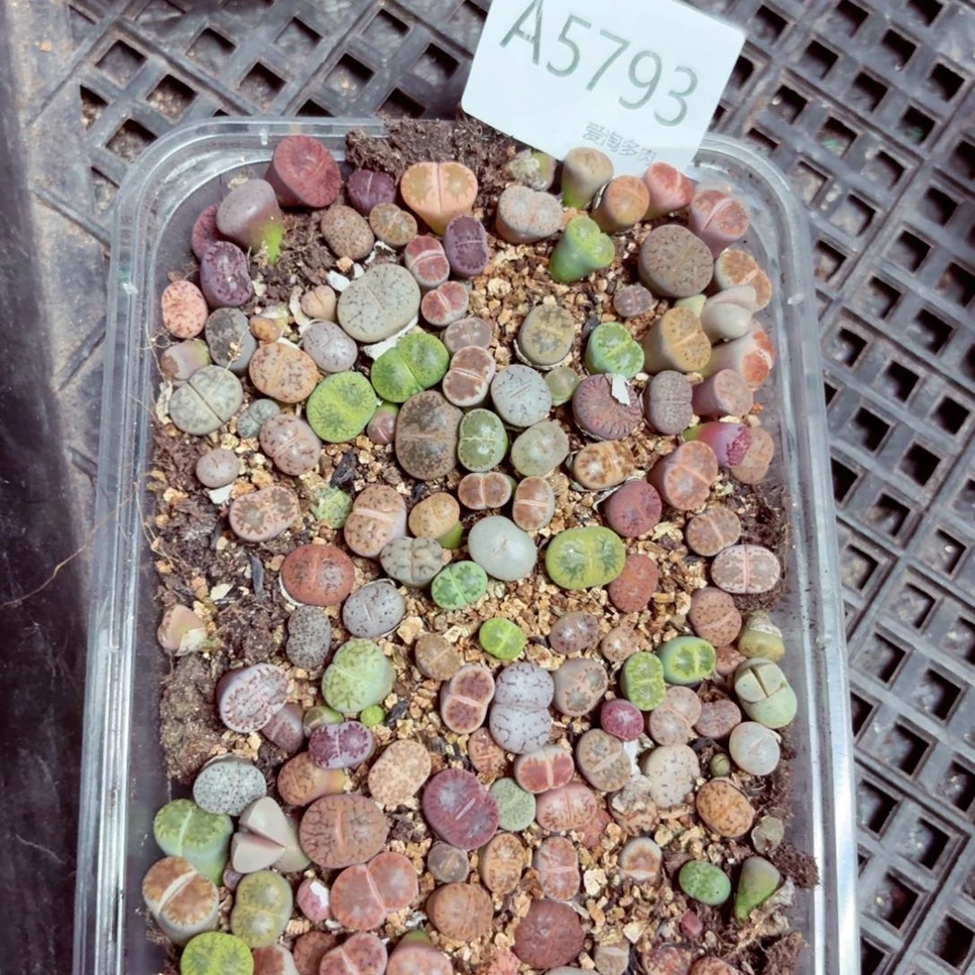5793—生石花 生石花