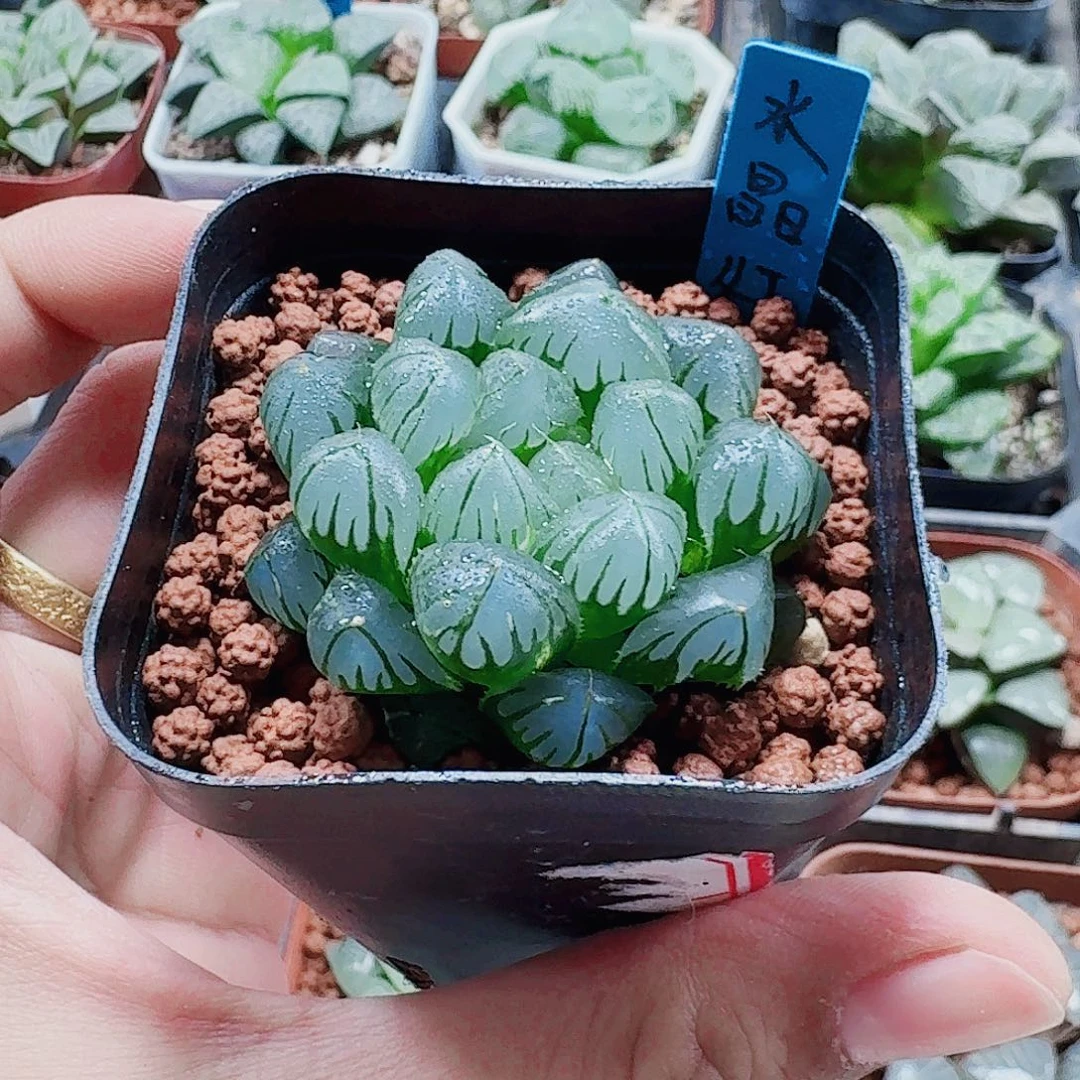 无花朵十二卷 水晶灯 福利
