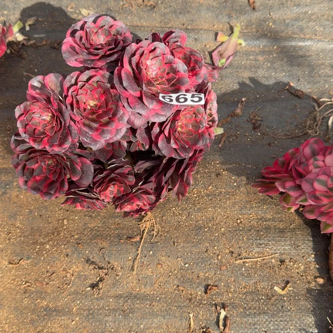 656多肉植物魅金玫瑰无主头