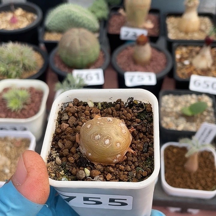 755格加厚墩菊块根