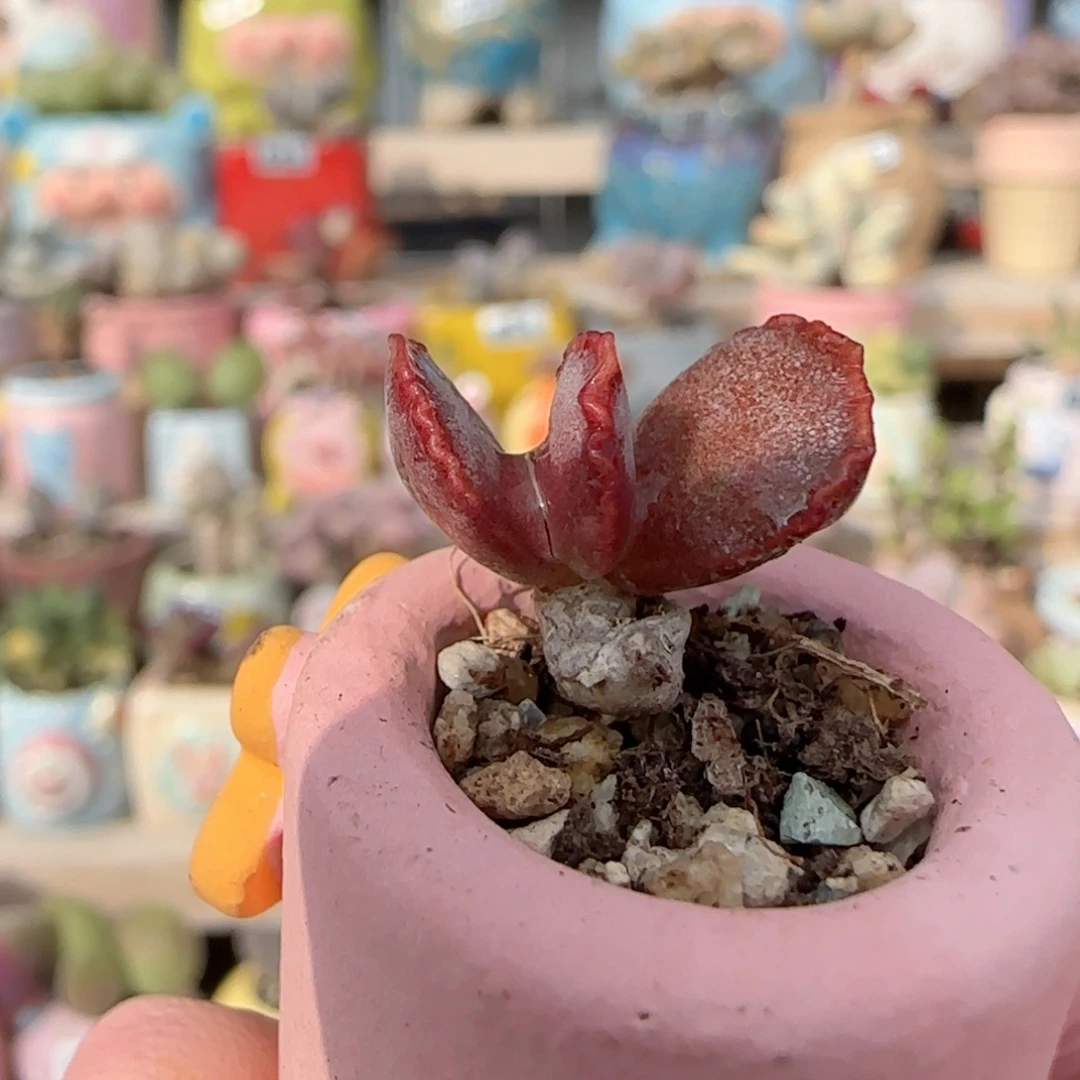 福利红边皱叶 盆口2cm