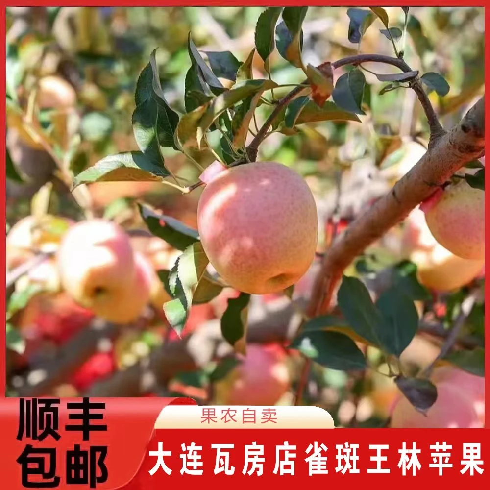 【顺丰包邮】大连王林苹果国产青森水蜜桃苹果脆甜雀斑丑苹果礼盒装
