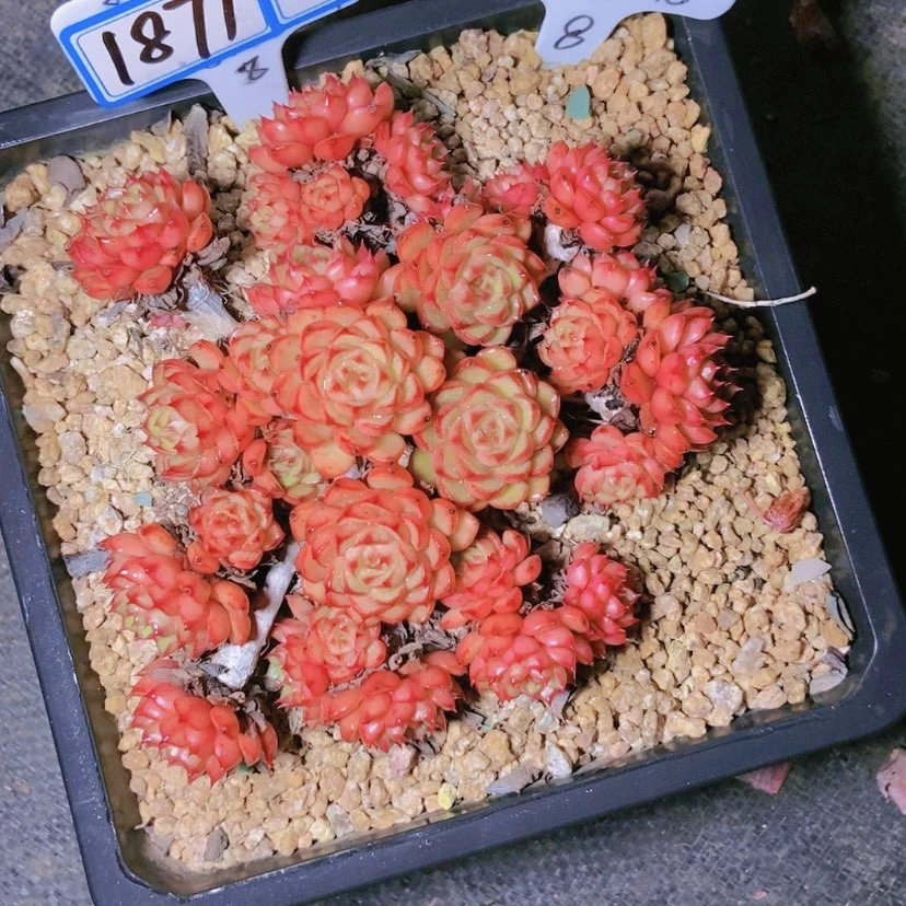 【闪购商品】小*1871寄养
