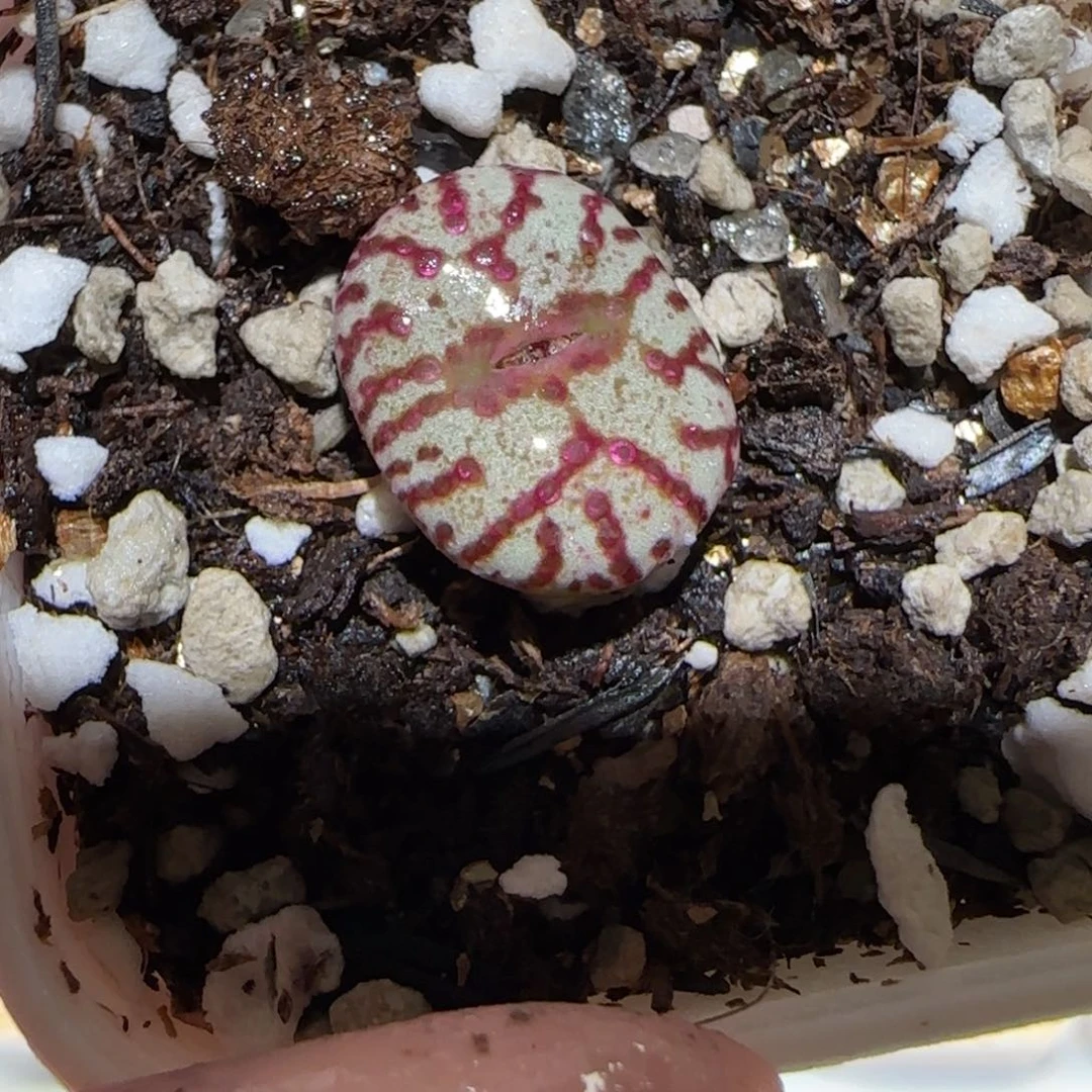 肉锥多肉植物百科-wc霓虹1577