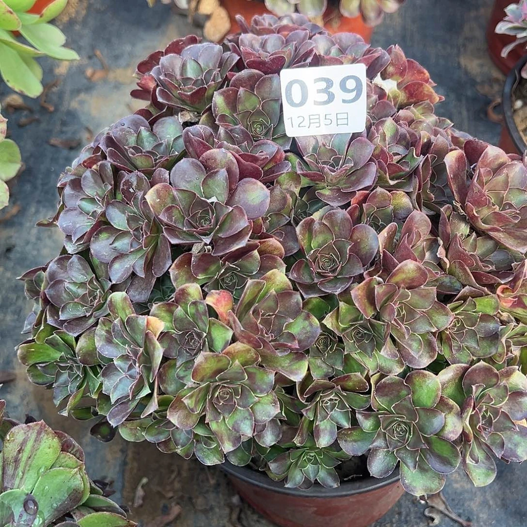 12.5-39玫瑰多肉植物1