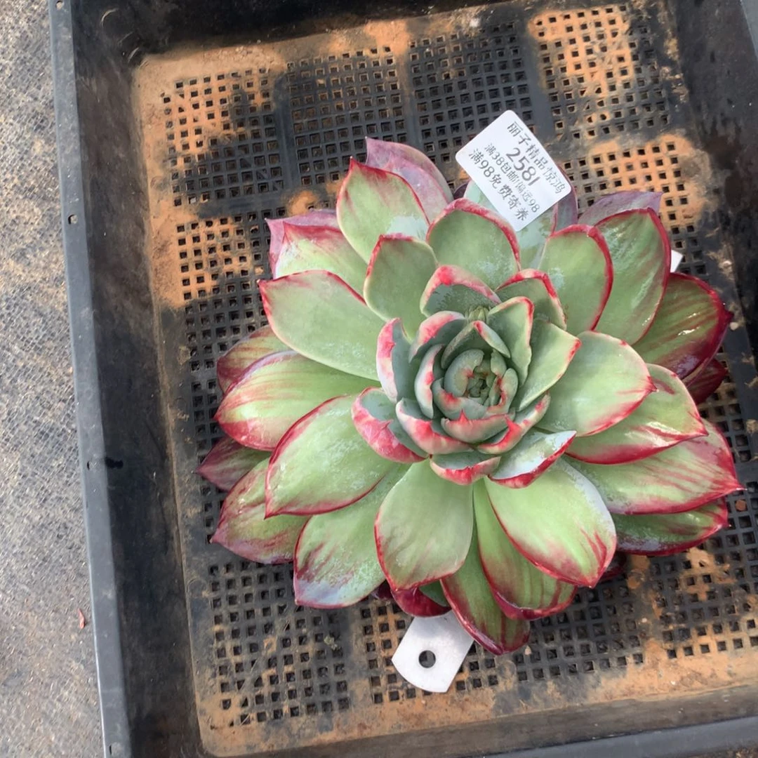 2581一物一拍19厘米