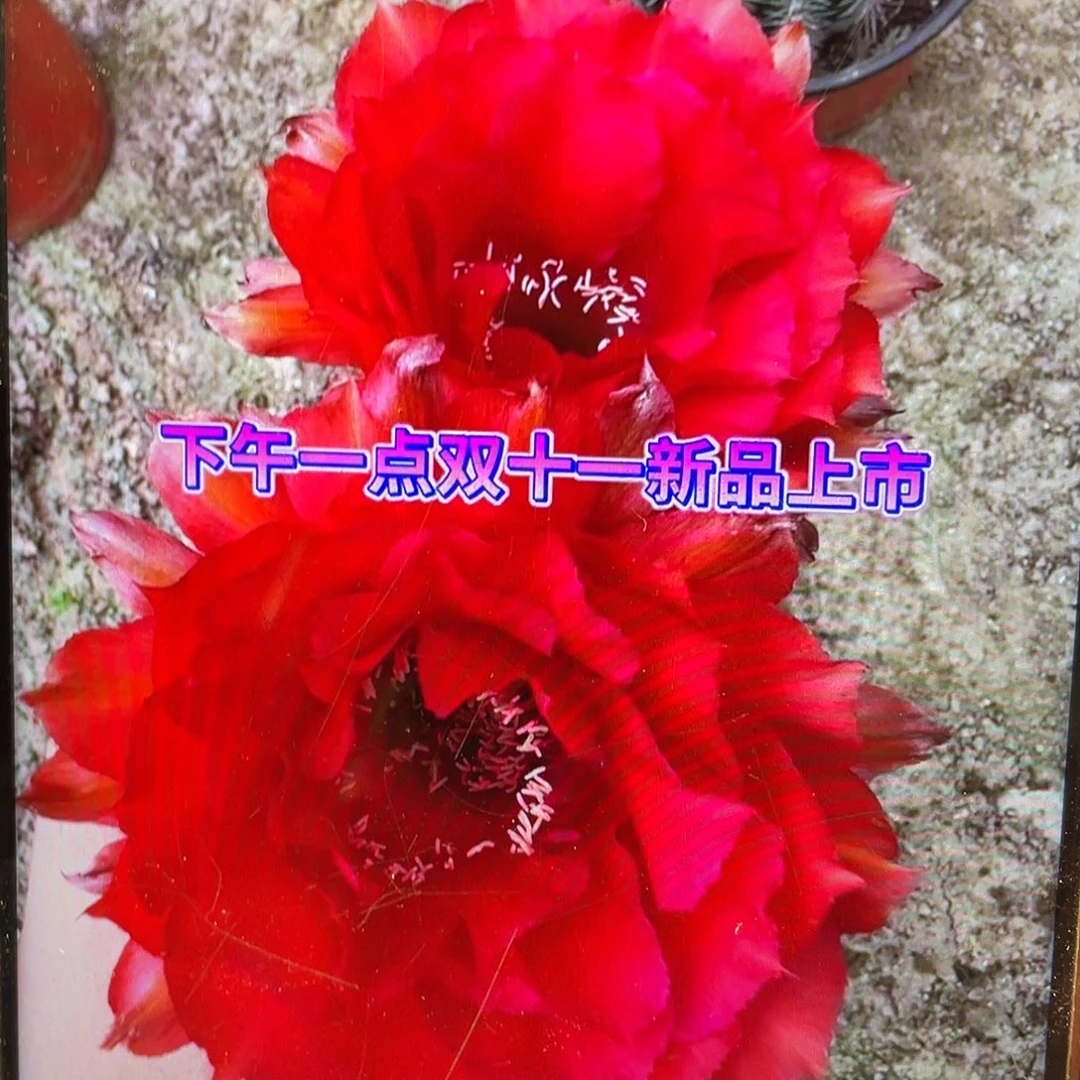 Cc248自根球6公分以上带盆土