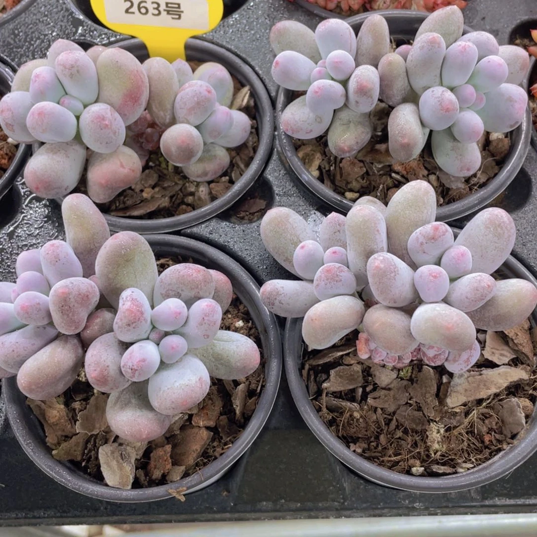 263号 米可奶酪双头起一个潜力股