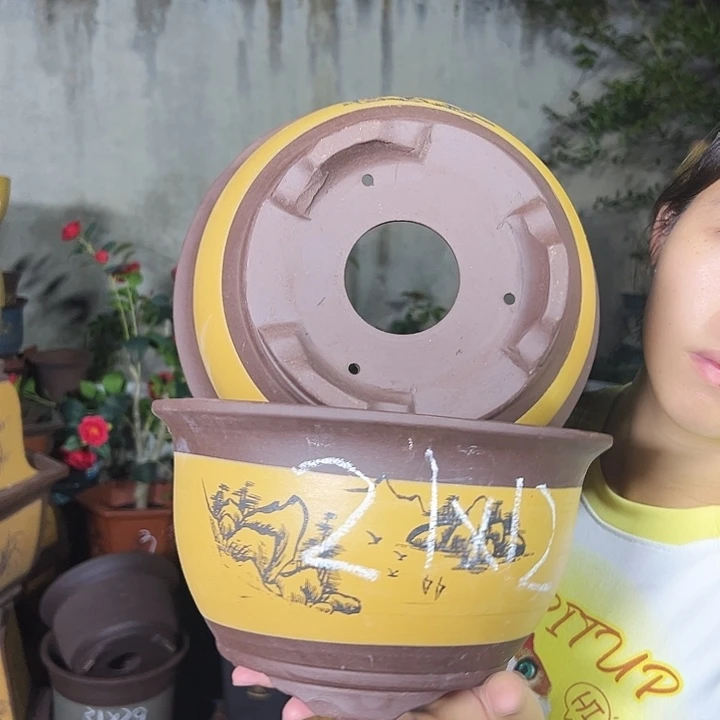 21+21黄色三角金钟花盆花盆