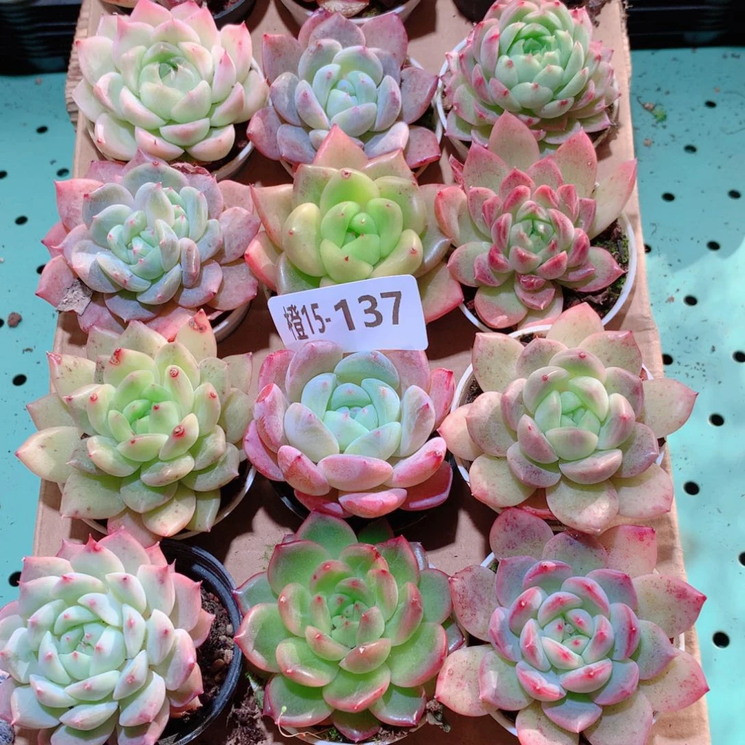 15-137一物一拍多肉带盆18 颗