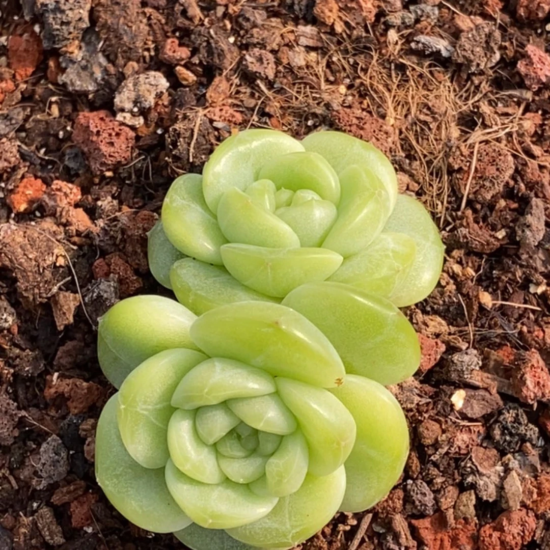 小***小天官赐福百无禁忌