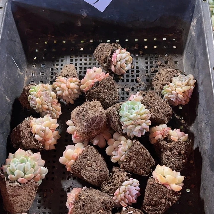 直播福利一物一拍27