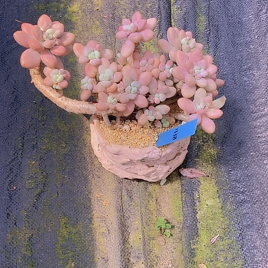 D****p1338多肉植物老桩