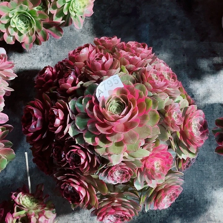 多肉粉花妖法师福利795