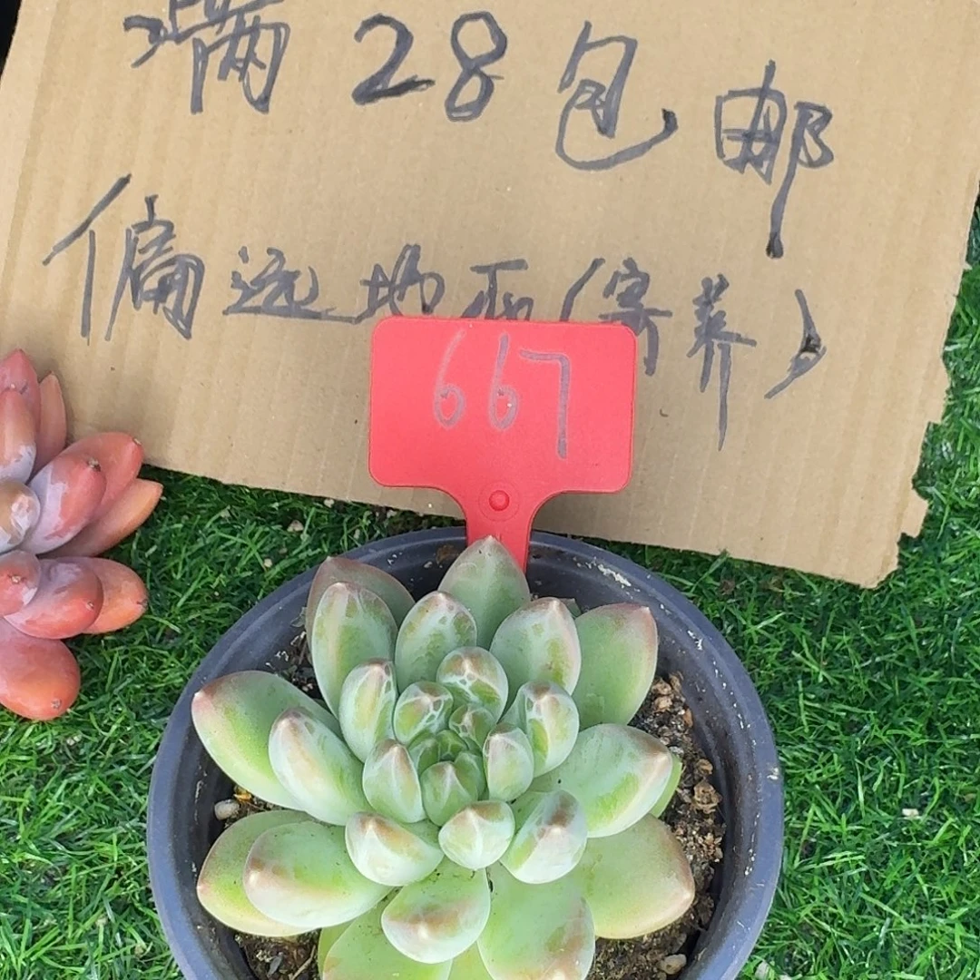 云南多肉小栈667雨花石