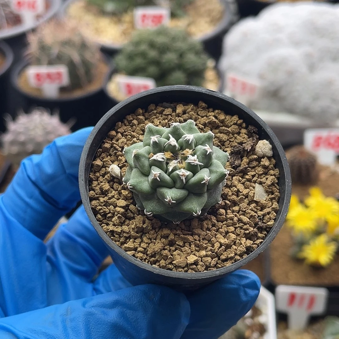 实生大尤赤花娇丽仙人球