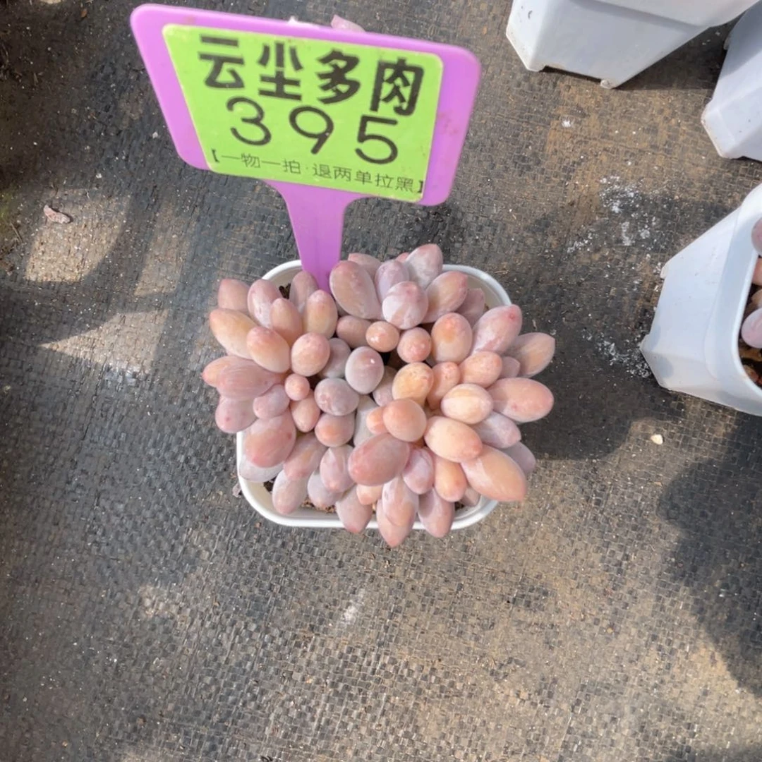 云尘多肉一物一拍395，