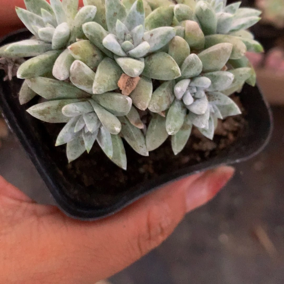 白菊  （满9.99包邮不满9.99发叶子）