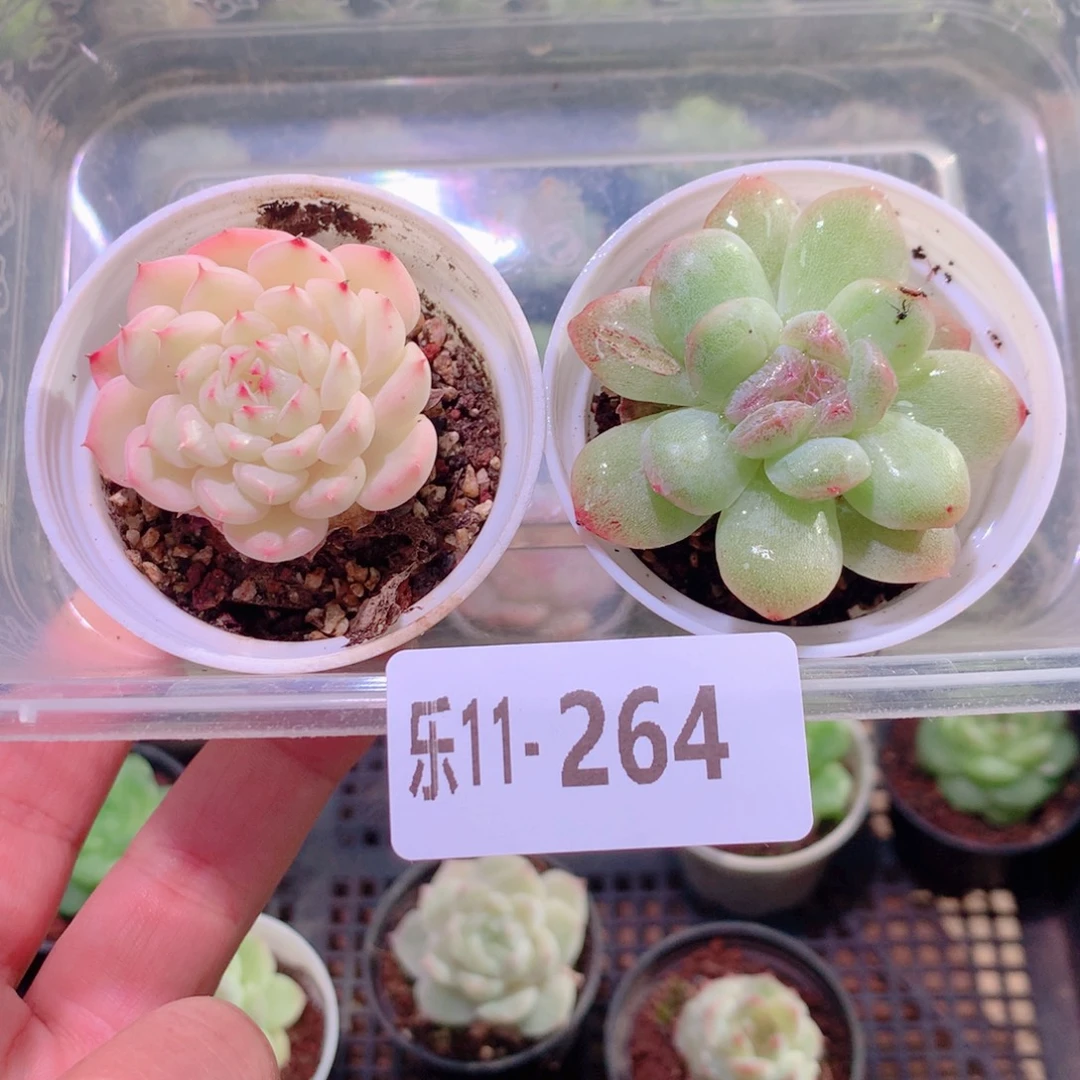 乐然11-264 框拍2颗 带盆土