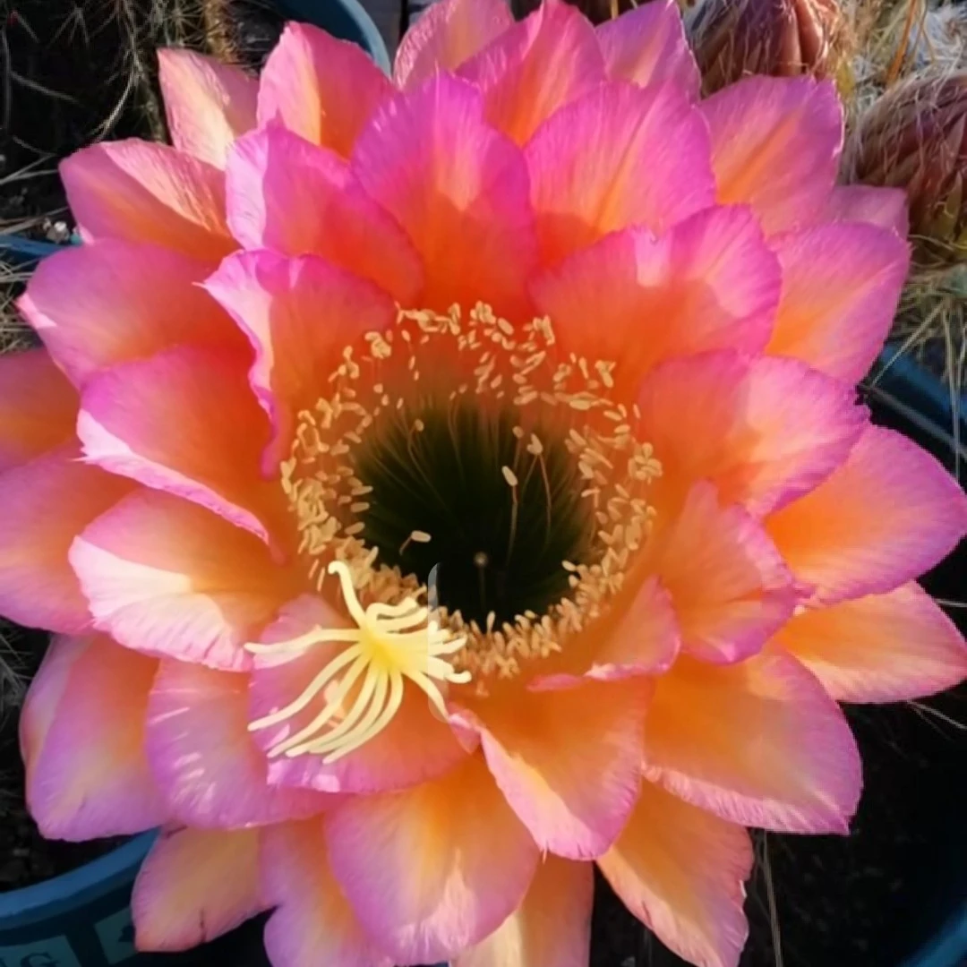 毛花柱荣耀带根发货