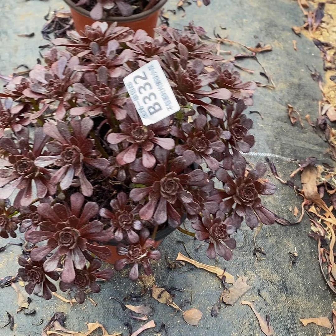 332黑珍珠多肉法师锦多肉