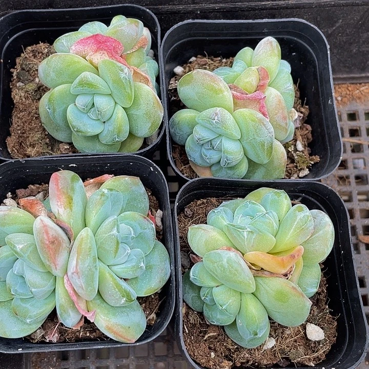 三头琥珀冰玉带盆土发
