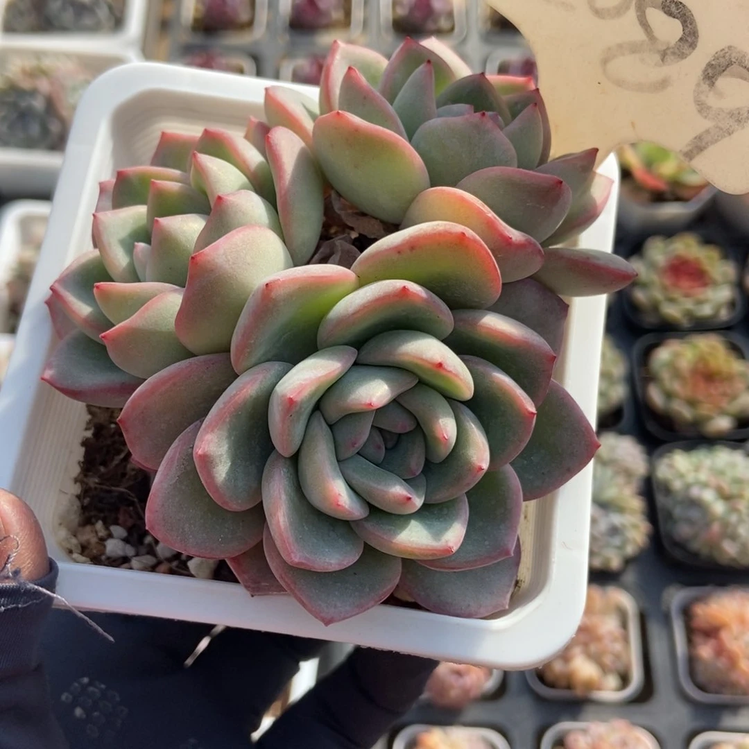 2089泡芙多肉植物保护