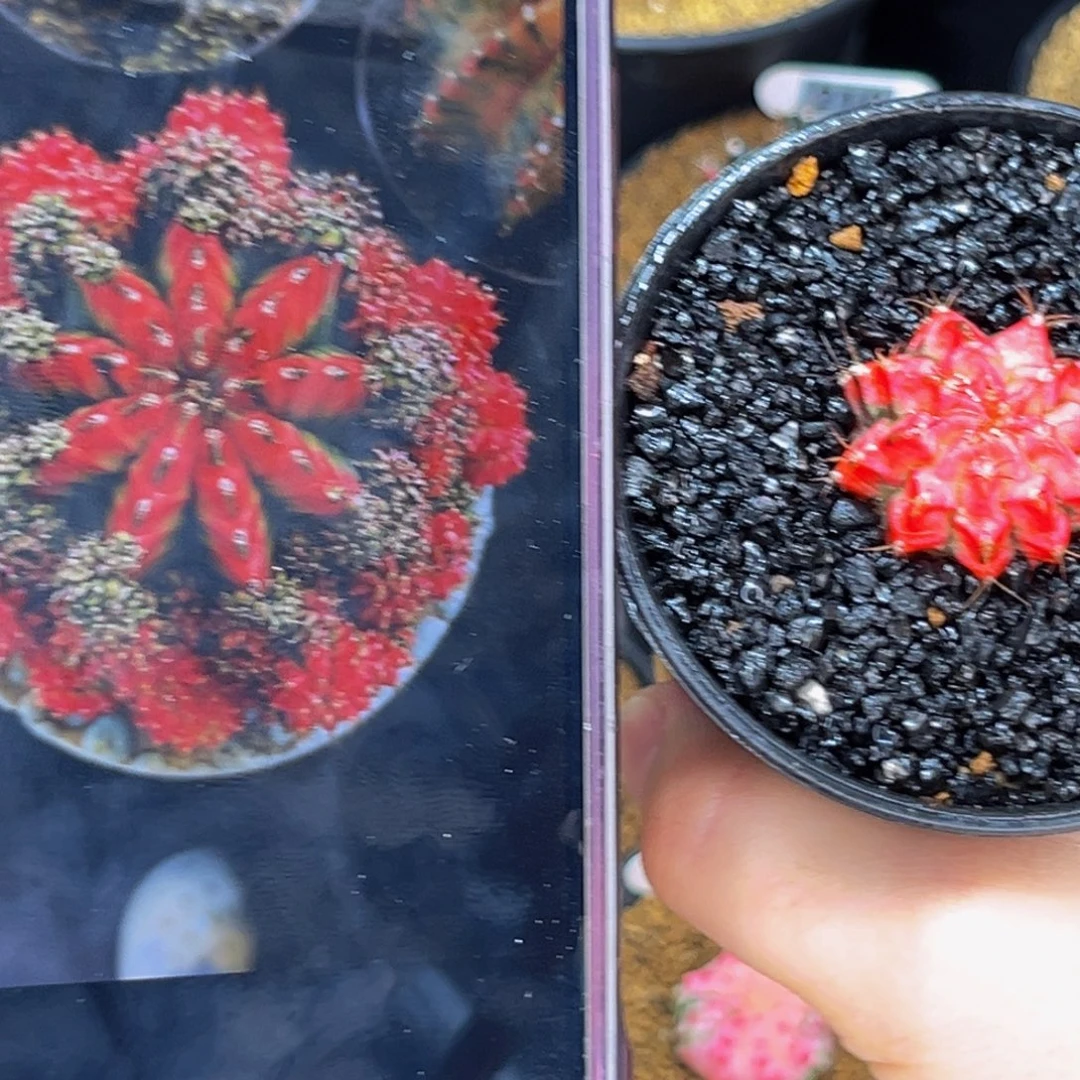 好彩  米哈仙人球