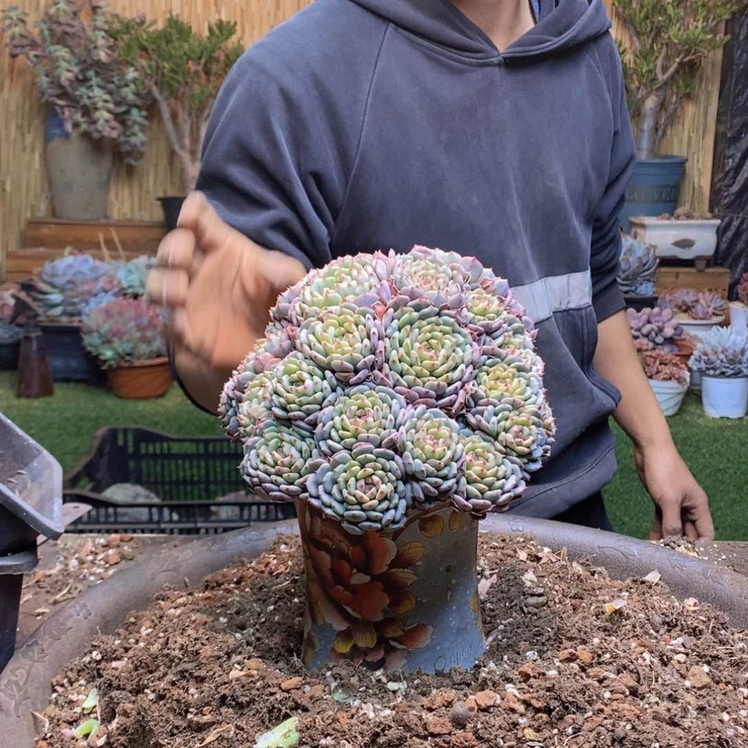 元*C44 号白胖子多肉