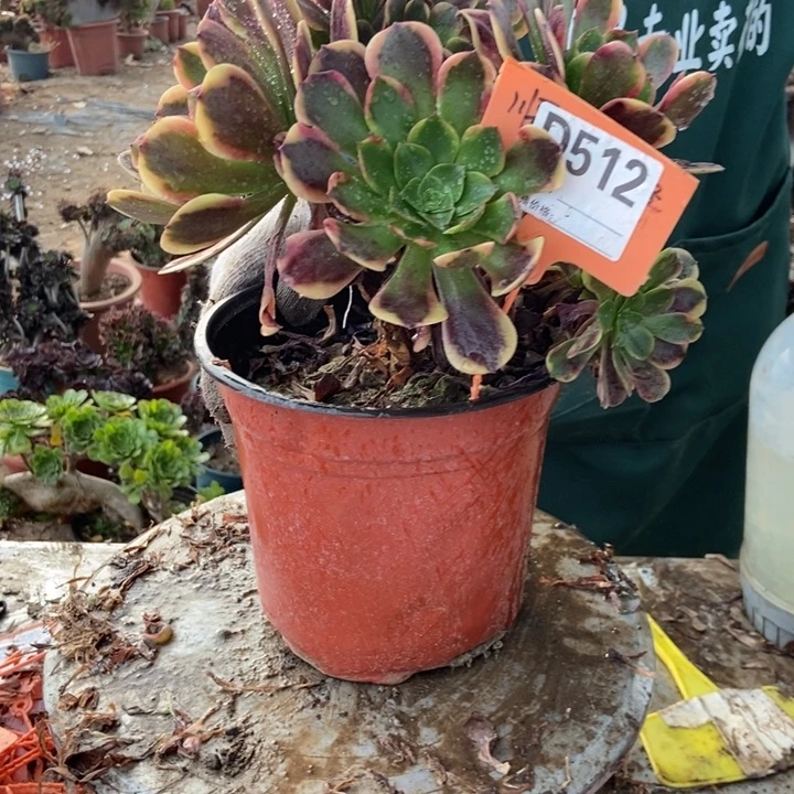 香***兰D512欧加利老庄老员工