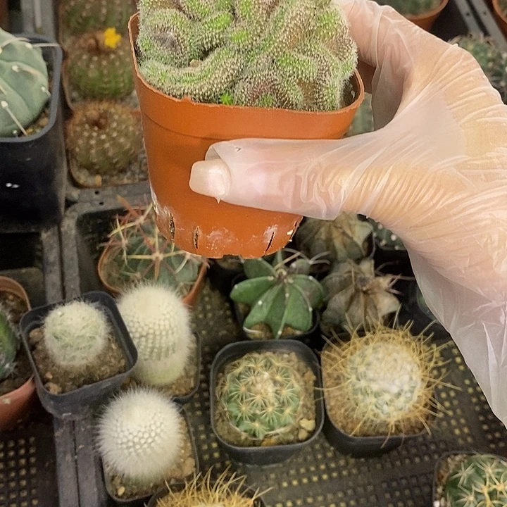 建****国一物一拍一棵仙人球