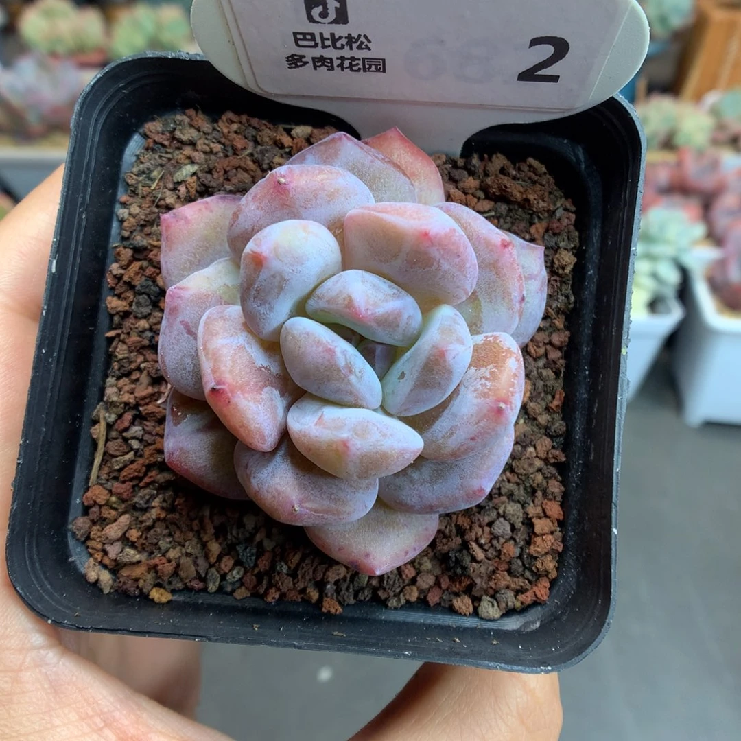 2雪天使石化多肉植物