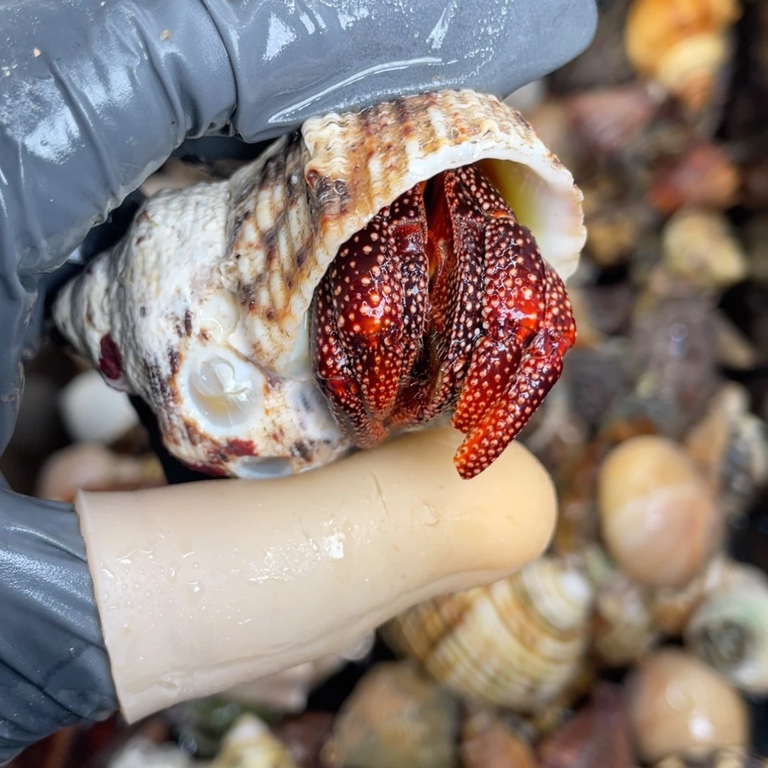 不退不换活体宠物102