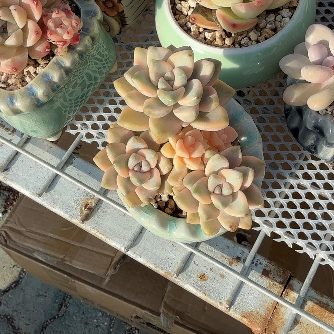 美杏锦带盆多肉植物