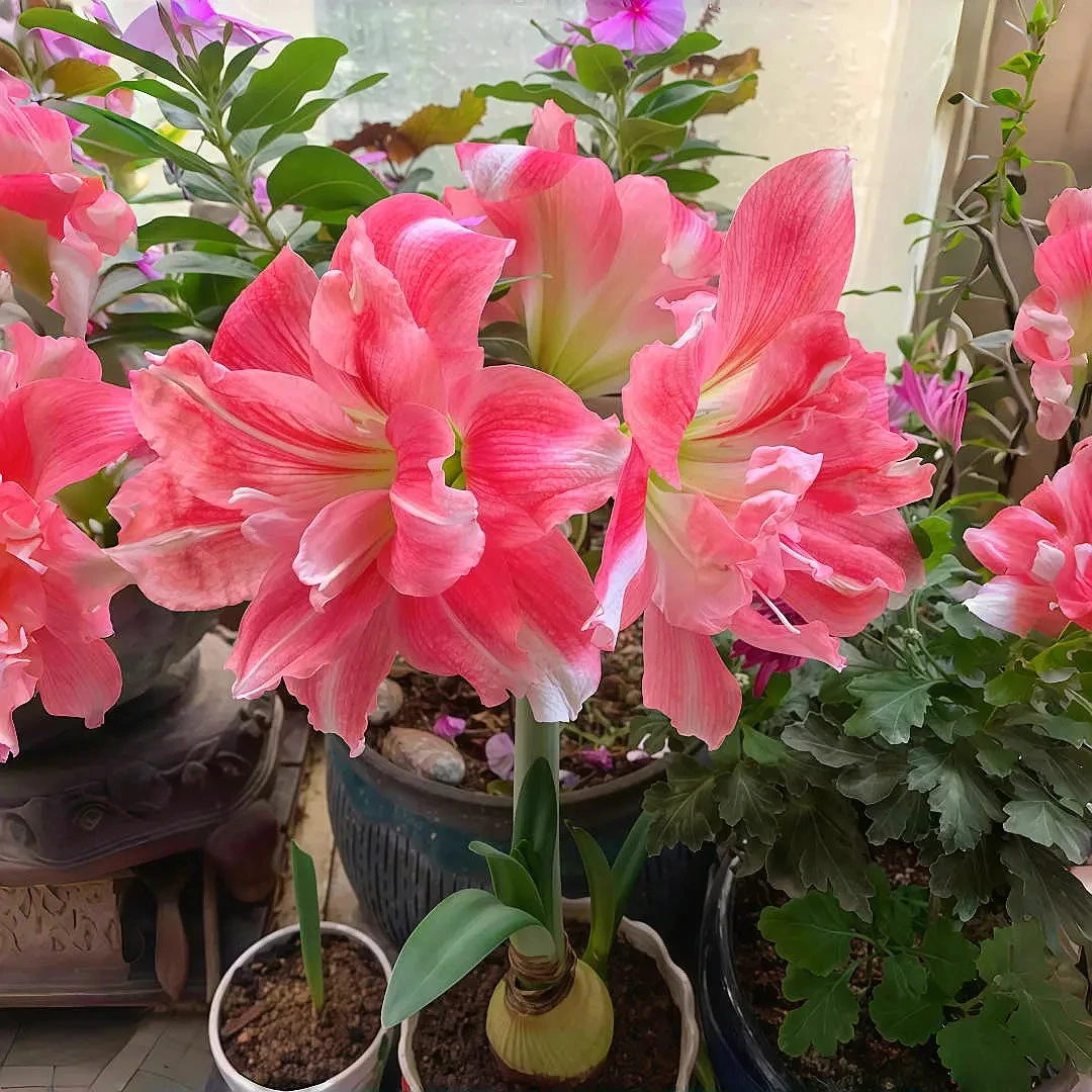 海蒂的花园重瓣朱顶红种球植物进口花卉客厅绿植盆栽好养活浓香型