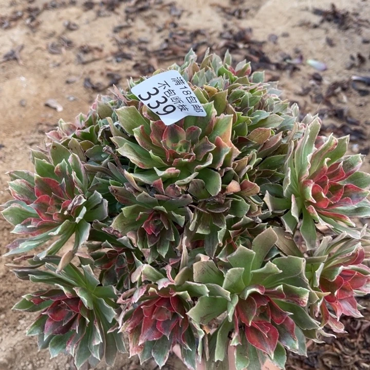 339光辉七彩大手捧2