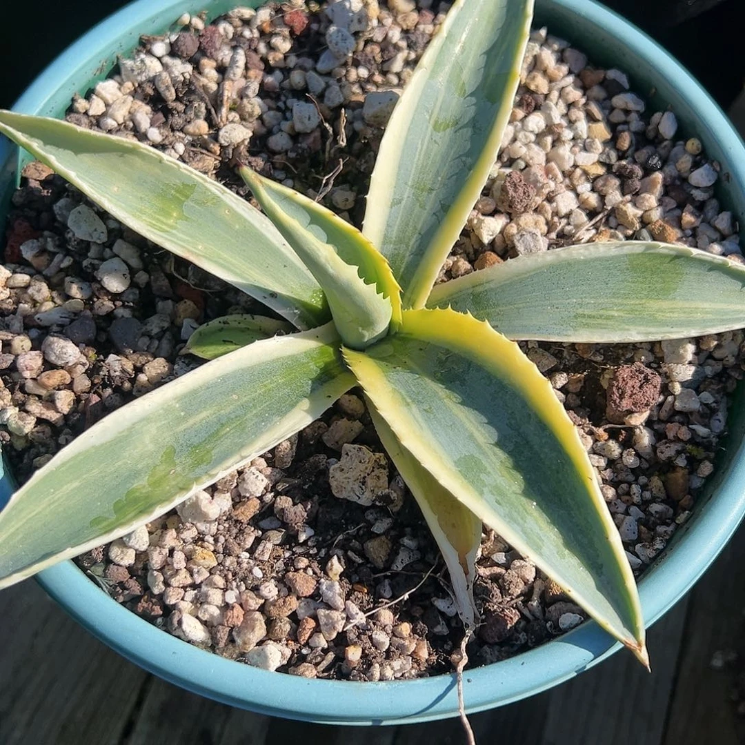 概***计无花朵多肉植物美洲龙锦