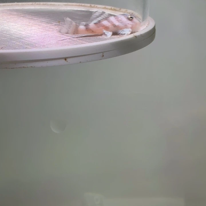 清道夫鱼欧系帝王迷宫