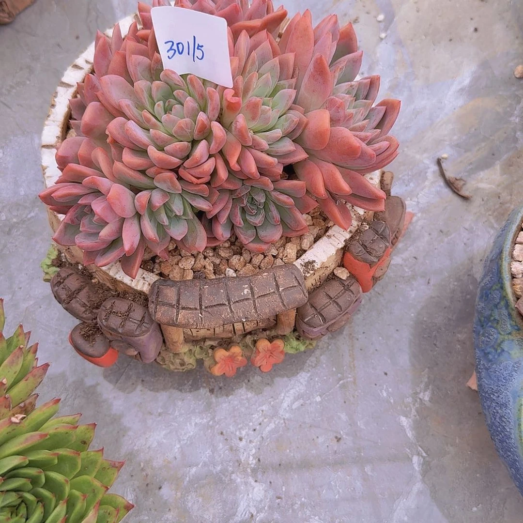 小***～30115粉红面颊多肉植物