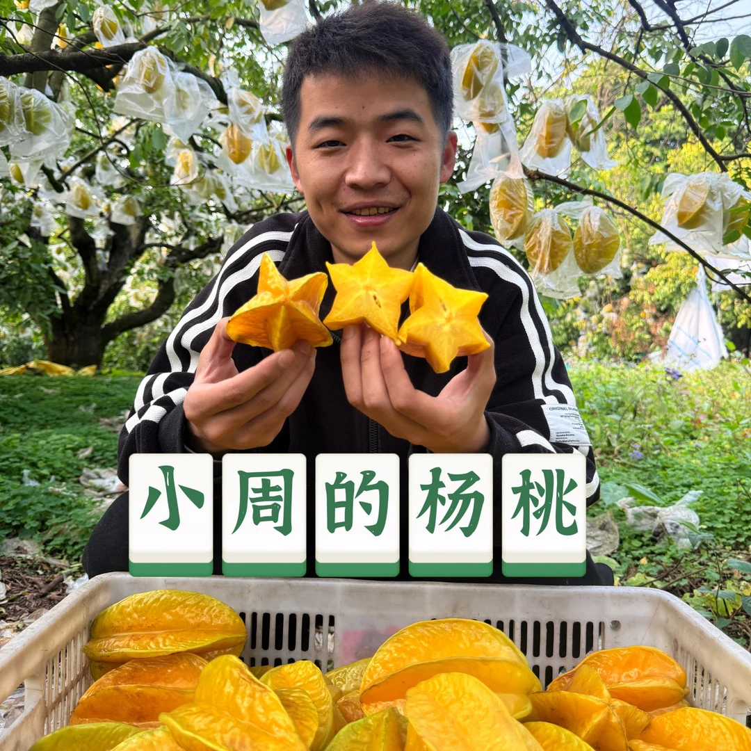 产地直发-福建树上熟杨桃 彩箱包装 净重4.8斤 附赠酸梅粉
