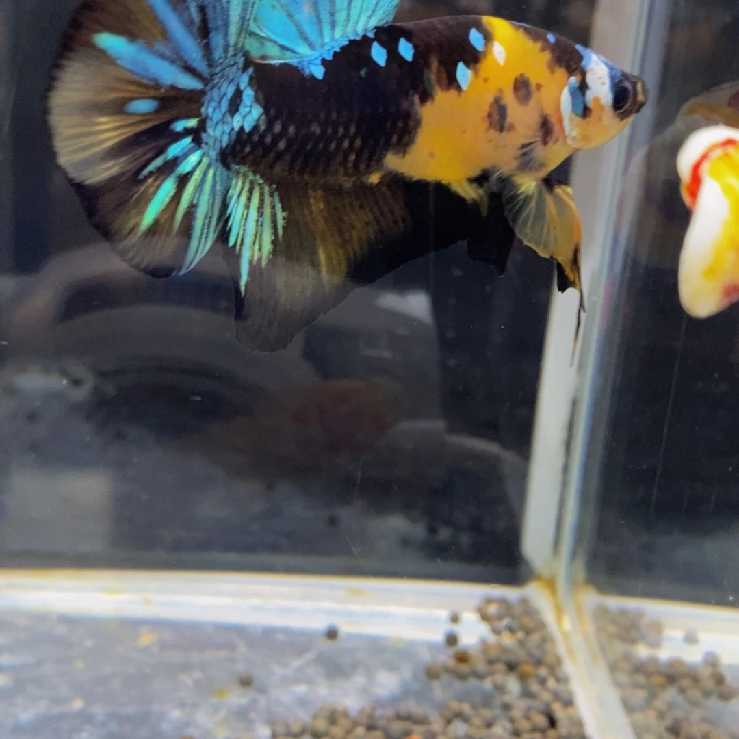 斗鱼365巨斗11111