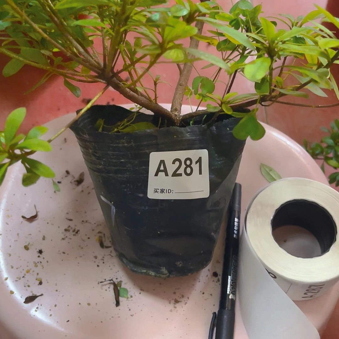 无花朵直播时间一直一直