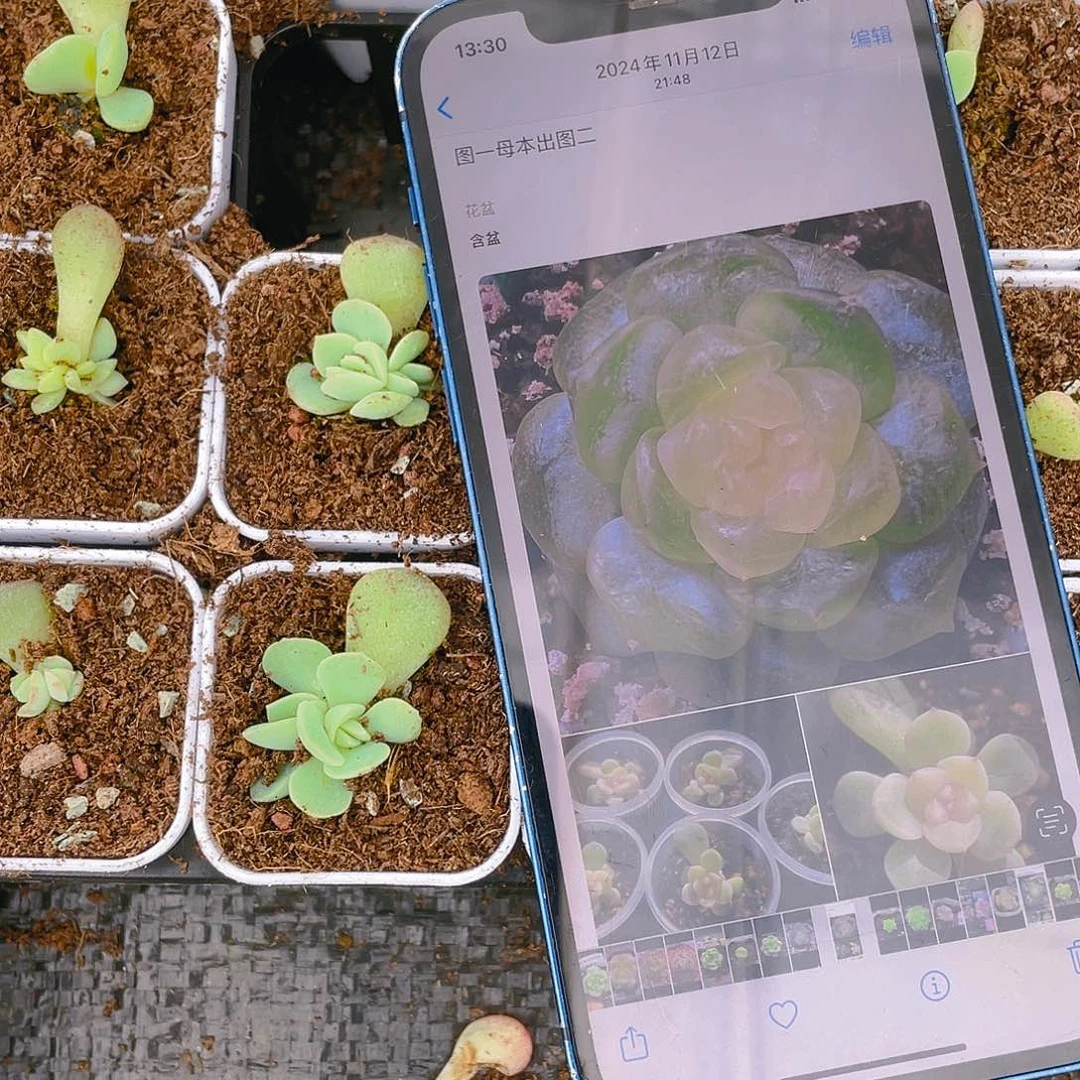 T20 中苗盆一个满25包邮