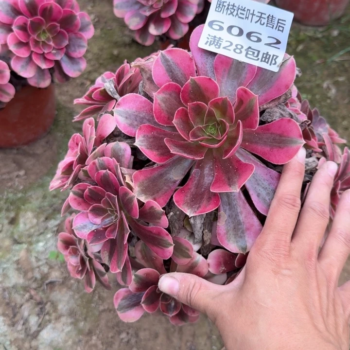 6062二号棚美杜莎C