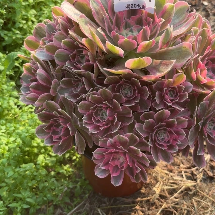 瑞妈，。。。？？？141男神